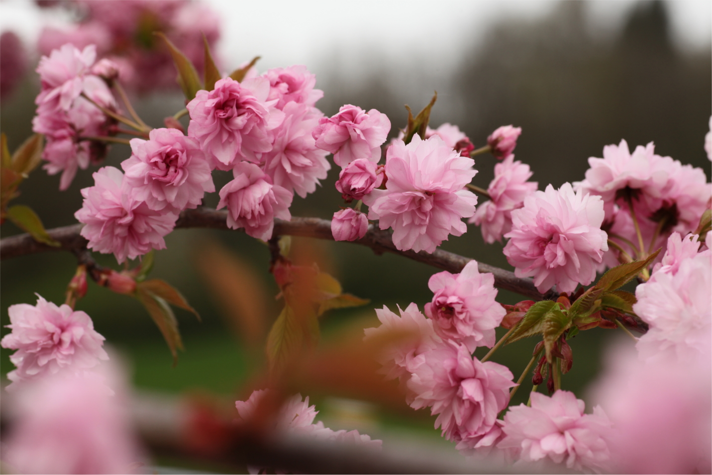 La Drôme des Jardins Activité de l'association Cerisiers en fleurs La BalmedeSillingy (74) La Drôme des Jardins Activité de l'association Cerisiers en fleurs La BalmedeSillingy (74)